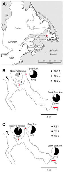 Map of phylotype distributions within Bonne Bay.