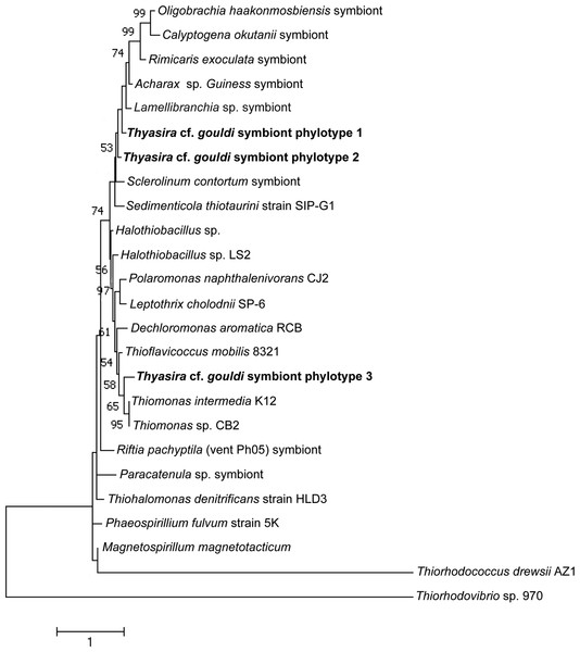 RuBisCO phylogenetic tree.