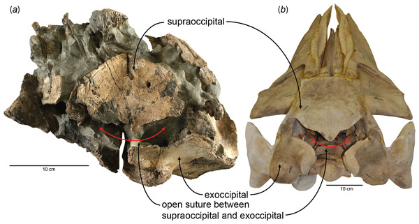 Open suture between the supraoccipital and exoccipital in (A) a fossil baleen whale, HMN- F00127 (Parietobalaena yamaokai) and (B) a fetal specimen of blue whale, Balaenoptera musculus (USNM 268001).