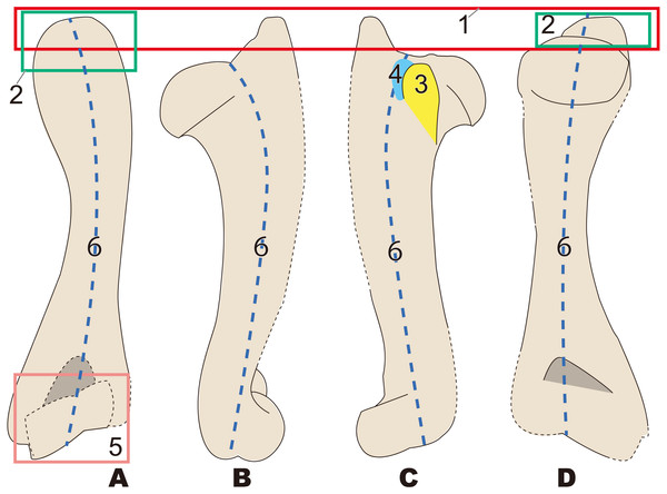 Diagnostic features of Archaeoparadoxia (based on UCMP114285).