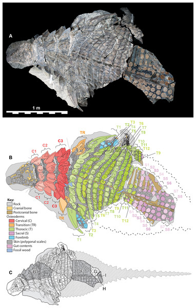 Dorsal view of TMP 2011.033.0001, showing both photocomposite and schematic line drawing.