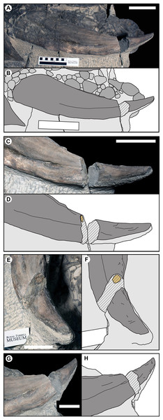 Photographs and line drawing of the left parascapular spine (T1FL) of TMP 2011.033.0001, showing the morphology of the keratinous sheath and bony core.