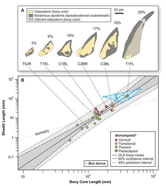 Allometry of keratinous sheath as a function of bony core length across the osteoderm series.