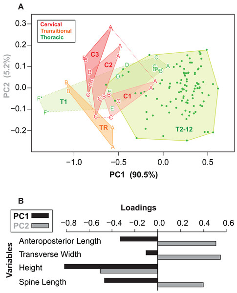 Osteoderm morphometrics.