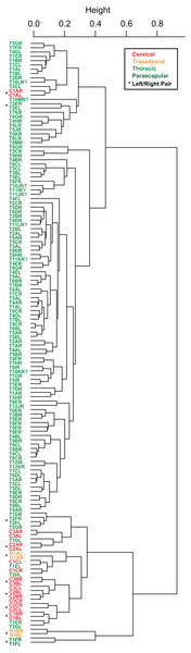 Cluster analysis of osteoderms.