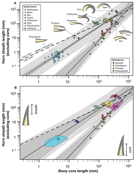 Comparison of horn core/sheath size and allometry in nodosaur osteoderms with modern cranial horns.