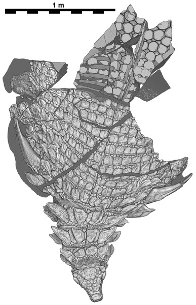 Interpretive scientific illustration of TMP 2011.033.0001 in dorsal view.