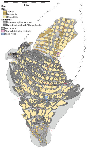 Schematic line drawing of TMP 2011.033.0001 in dorsal view, with color coding illustrating different rock and tissue types.