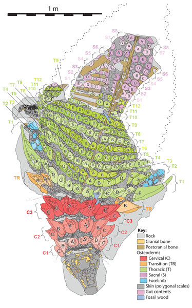 Schematic line drawing of TMP 2011.033.0001 in dorsal view illustrating osteoderm nomenclature scheme.