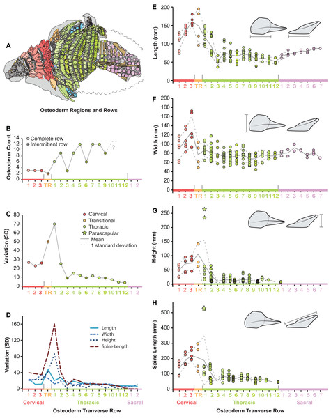 Plots illustrating osteoderm count, variation, and linear measurements across the transverse osteoderm rows.