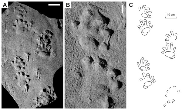 Ichniotherium with relatively short pV from the Early Permian Słupiec Formation (Tłumaczow locality, Kłodzko County, Poland).