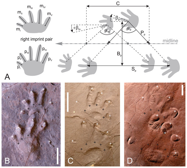 Imprint and trackway measures used in this approach.