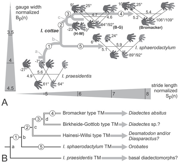 Phylogenetic hypotheses for the trackmakers (TMs) of the Ichniotherium ichnospecies and morphotypes.