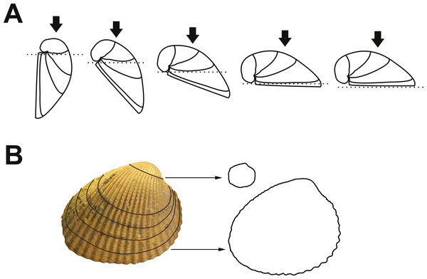 Applied methodology to obtain successive outlines of a single valve.