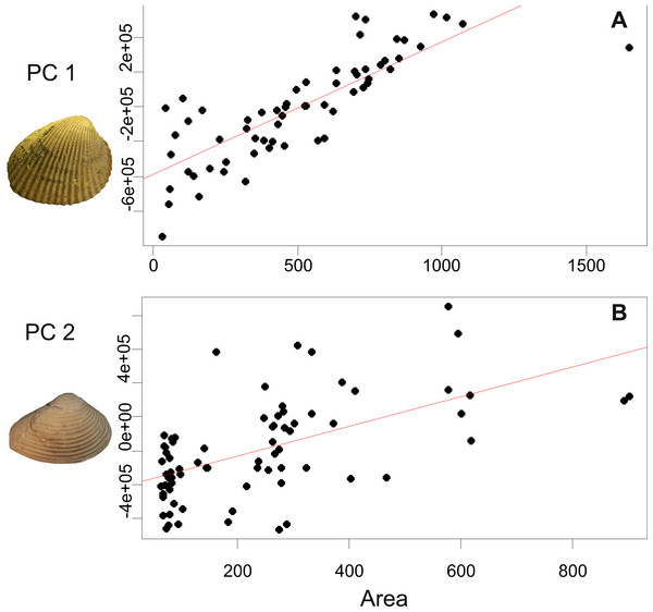 Results of univariate regression analyses, between area (size) and principal components (shapes).