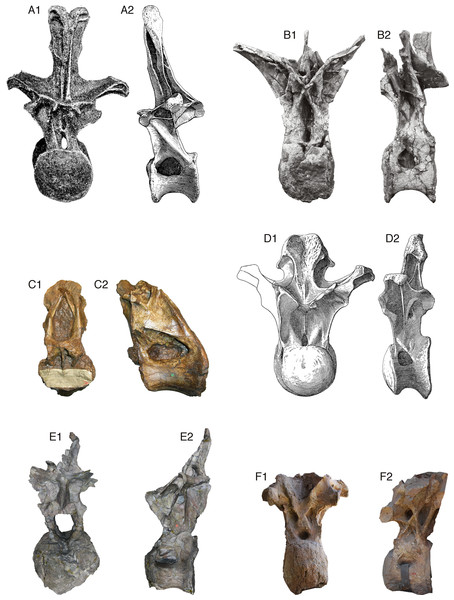 Comparative morphology of mid-posterior dorsals from six sauropods: Xenoposeidon and five representatives of major groups.