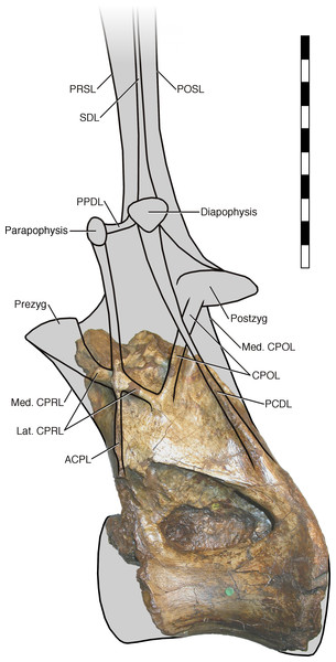 NHMUK R2095, the holotype and only vertebra of Xenoposeidon proneneukos, in left lateral view, interpreted as a rebbachisaurid.