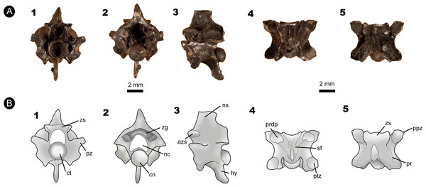 Fossil specimen of IVIC MI–004.