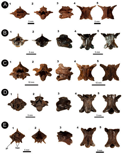 Isolated vertebral remains attributed to Colubroidea.