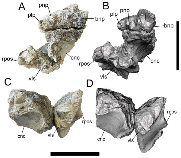 Frontals of UMNH VP 28348 in rostral view.