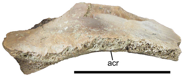 Supraacetabular crest of the right ilium of UMNH VP 28348.