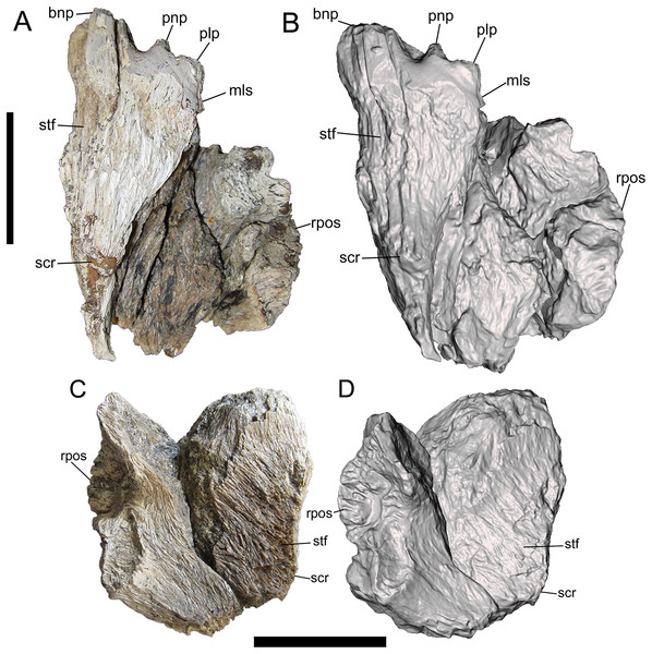 Frontals of UMNH VP 28348 in dorsal view.