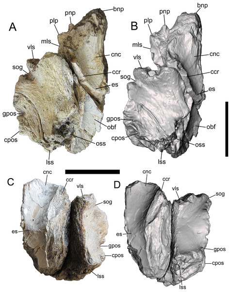 Frontals of UMNH VP 28348 in ventral view.