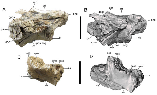 Frontals of UMNH VP 28348 in lateral view.