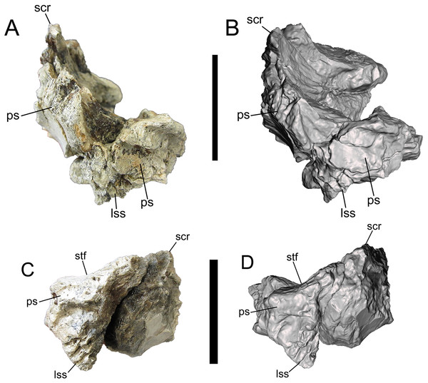 Frontals of UMNH VP 28348 in caudal view.