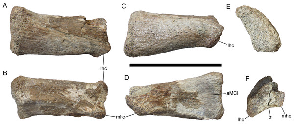 Right metacarpal II of UMNH VP 28348.