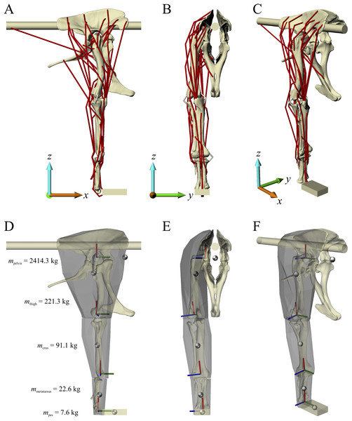 The musculoskeletal model of the Daspletosaurus hindlimb developed in this study.