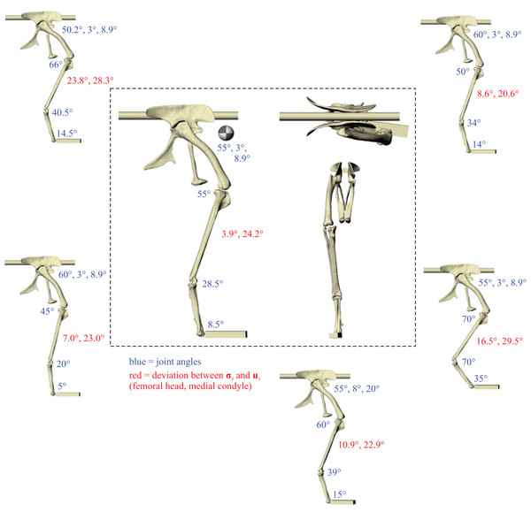 The postures tested for in ‘Troodon’.