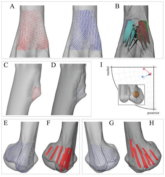 Principal stress trajectories for the distal femur and fourth trochanter in the solution posture of Daspletosaurus, compared with observed cancellous bone fabric.