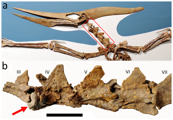 Mounted Pteranodon and close up of the neck.