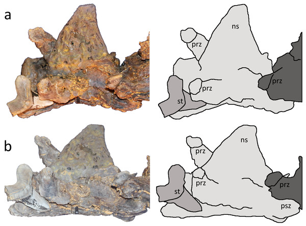 Two close up views of the Cretoxyrhina mantelli tooth with tracings.