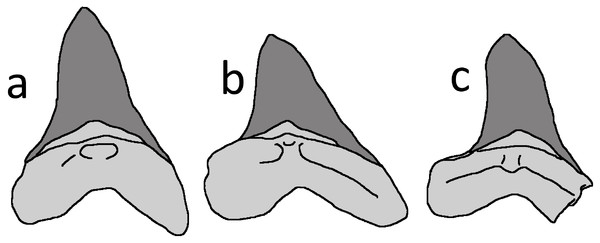 Cretoxyrhina mantelli anterior teeth.