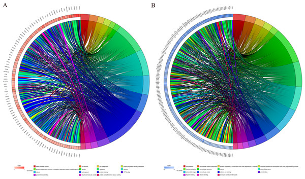 Distribution of integrated DEGs in bladder cancer for different GO-enriched functions.