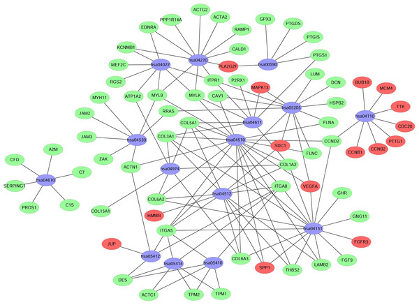 Network map of enriched pathways.