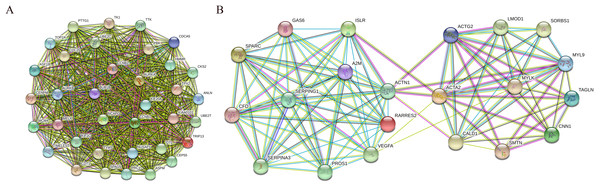 PPI network of module 1 (A) and module 2 (B).