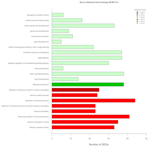 GO Analyses Rescue Vs. knockdown.