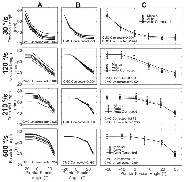 Sample data for fascicle length measurements from a single subject.