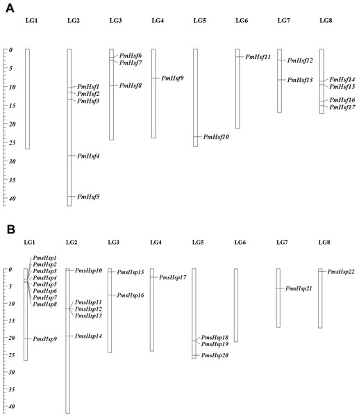 Locations of Hsf and sHsp genes on the Prunus mume chromosomes.