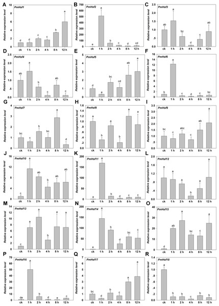 Relative gene expression of PmHsf genes analyzed by qRT-PCR responsed to heat stress treatment.