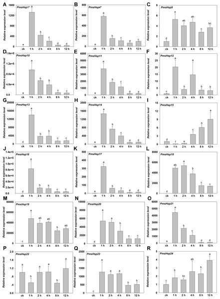 Relative gene expression of PmsHsp genes analyzed by qRT-PCR responsed to heat stress treatment.