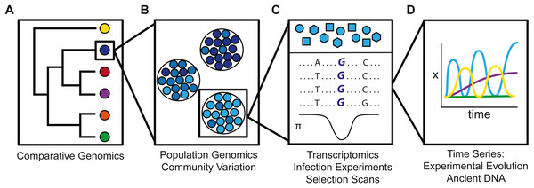 Schematic illustration how genetic variation varies (A) across species, (B) across populations, (C) within a population, and (D) on an ecological time scale.