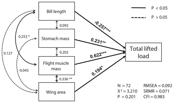 The relationships among morphological parameters and their effects on total lifted load for Eurasian tree sparrows (Passer montanus) in the best-fit structural equation model (SEM).