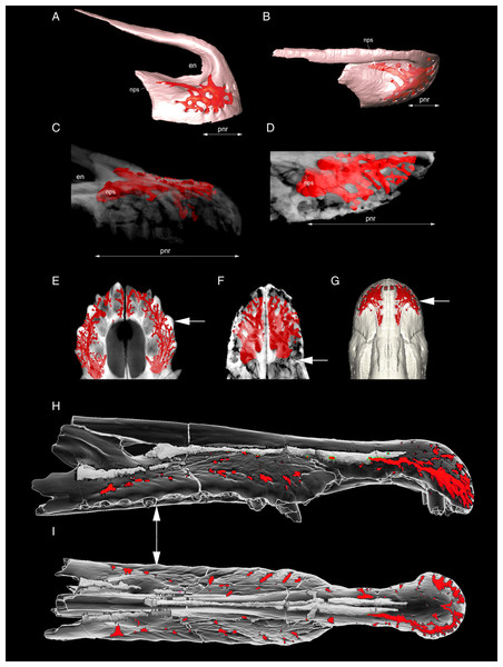 Development of the premaxillary neurovascular plexus in some archosaurs.