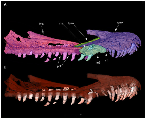 Premaxillae and maxillae of H. escuilliei MPC D-102/109 in right lateral view.