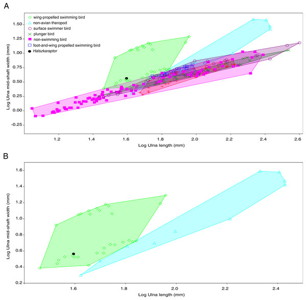 Plot of ulna mid-shaft width relative to ulnar length in theropods.