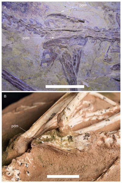 Development of the supratrochanteric process in the paravian theropods Aurornis xui YFGP-T5198 and Halszkaraptor escuilliei MPC D-102/109.